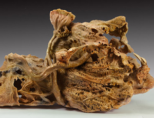 ꐶY�ҡ����� �꡷ �ώXʯ2012���� 60��25��40cm